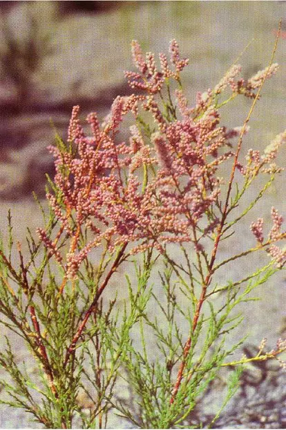 Tamarix chinensis Lour. - fivestamen tamarisk  Joe F. Duft @ USDA-NRCS PLANTS Database / USDA NRCS. 1992. Western wetland flora: Field office guide to plant species. West Region, Sacramento, CA.