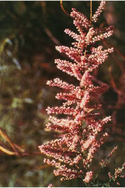 Tamarix ramosissima Ledeb. - saltcedar  Mr. & Mrs. Robert G. Young @ USDA-NRCS PLANTS Database / USDA NRCS. 1992. Western wetland flora: Field office guide to plant species. West Region, Sacramento, CA.
