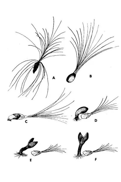 Tamarix L. - tamarisk  USDA-NRCS PLANTS Database