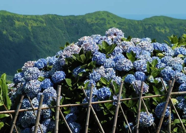 blue hydrangea<br> source: istockphoto <br> Used under license from istockphoto.com