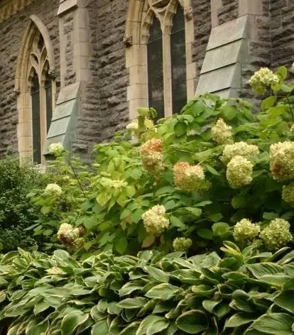 white hydrangea<br> source: istockphoto <br> Used under license from istockphoto.com