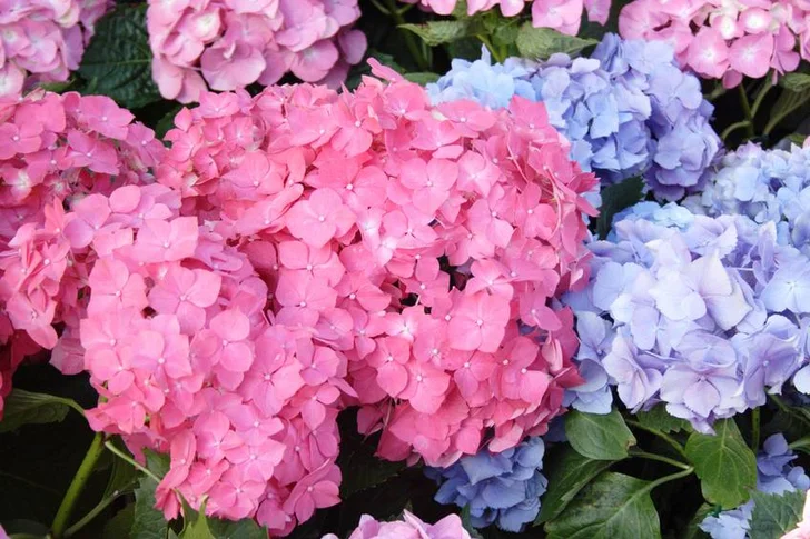 pink and blue hydrangea blossoms source: istockphoto Used under license from istockphoto.com