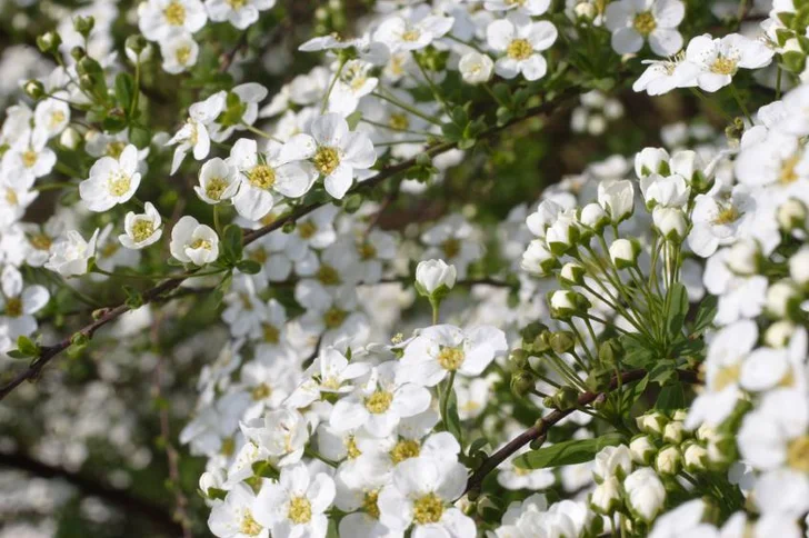 spirea blossoms<br> source: istockphoto <br> Used under license from istockphoto.com