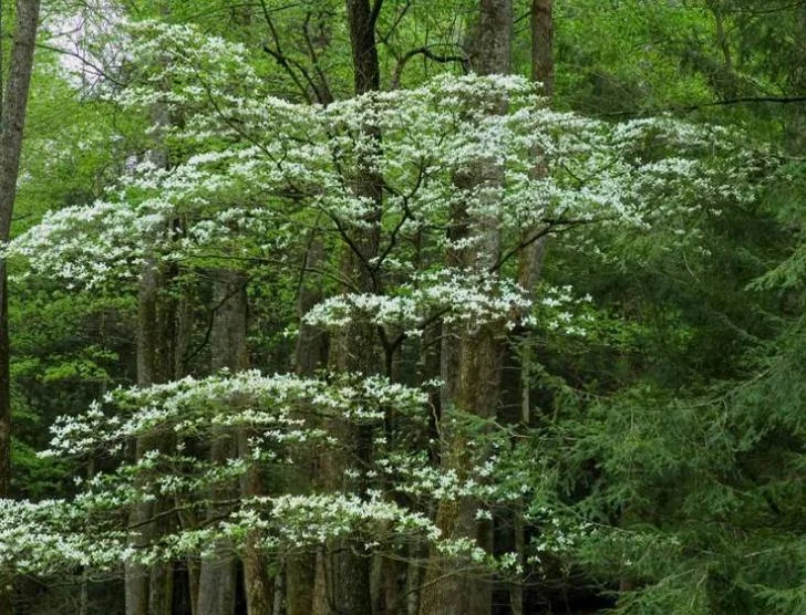dogwood is an understory tree<br> source: istockphoto <br> Used under license from istockphoto.com