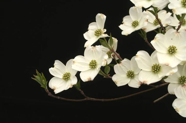 Cornus kousa<br> source: istockphoto <br> Used under license from istockphoto.com