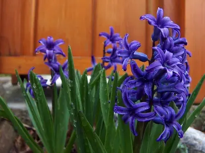 blue hyacinth  <br> This image is part of the morguefile archive and the morguefile license  <br> Source: http://morguefile.com/archive/?display=133