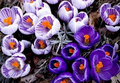 crocus<br> source: istockphoto <br> Used under license from istockphoto.com
