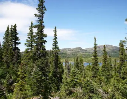spruce forest<br> source: istockphoto <br> Used under license from istockphoto.com