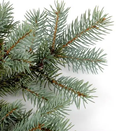 blue spruce branch<br> source: istockphoto <br> Used under license from istockphoto.com
