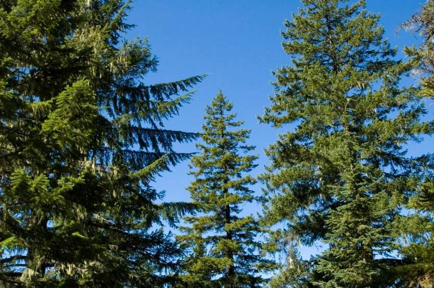douglas fir<br> source: istockphoto <br> Used under license from istockphoto.com