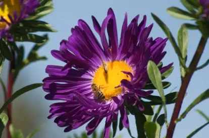 Aster Source: iStockPhotos Permissions: licensed