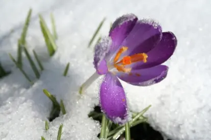 crocus Source: iStockPhotos Permissions: licensed