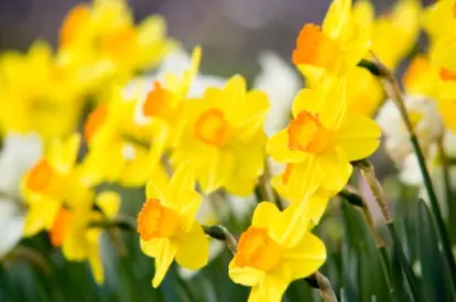 daffodils Source: iStockPhotos Permissions: licensed