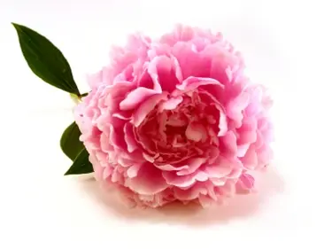peonies Source: iStockPhotos Permissions: licensed