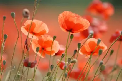 poppy Source: iStockPhotos Permissions: licensed