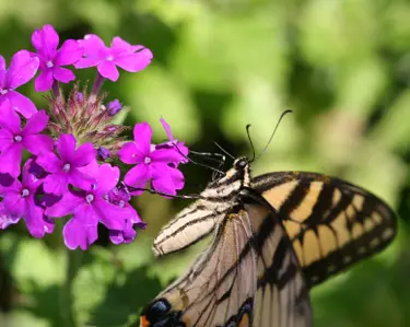 Butterfly on Verbena Source: iStockPhoto Permissions: licensed