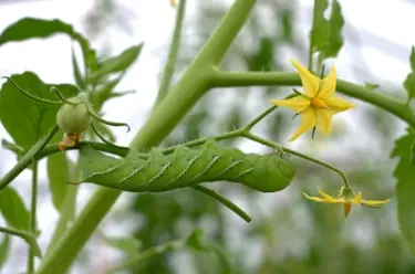 Tomato Hornworm Source: iStockPhoto Permissions: Licensed