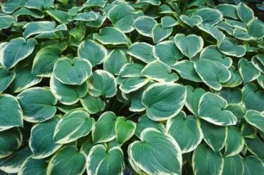 Variegated hostas