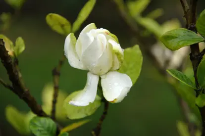Unhappy gardenia