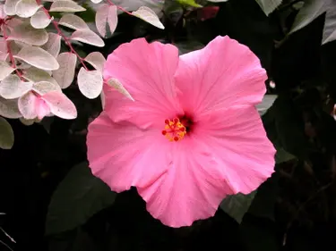 A pink hibiscus bloom.  Used under license from iStock.com.