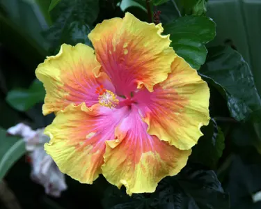 A yellow hibiscus bloom.  Used under license from iStock.com.