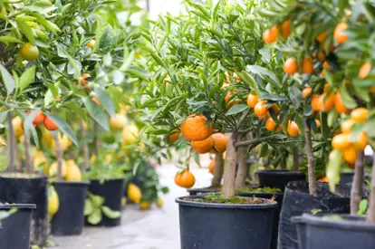 Dwarf citrus trees in a nursery.  Used under license from iStock.com.