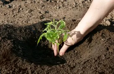 Planting Tomatoes Source: iStock Permissions: iStock