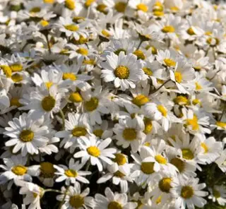 Daisy Source: iStock Permission: Licensed