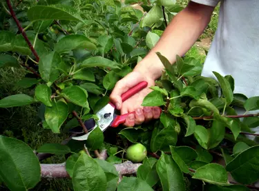 Pruning an apple tree.  Used under license from iStock.com.