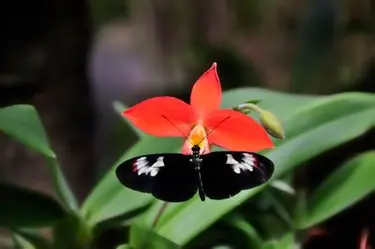Butterfly on Flower Source: iStock Permission: Licensed