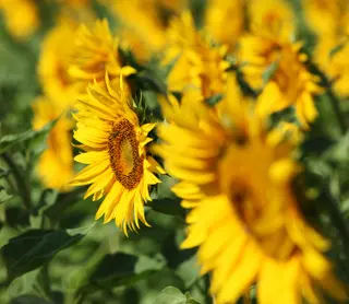 Source: www.istockphoto.com Permission: licensed