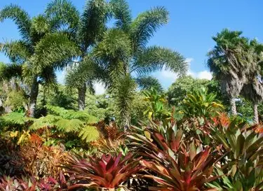tropical garden  source:istockphoto permission:licensed