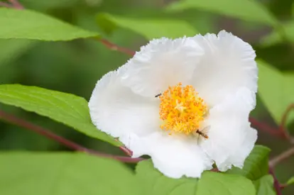 Stewartia permission and license from iStockphoto.com