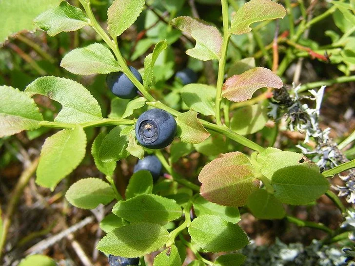 Bilberry picture Image used under license from IstockPhoto