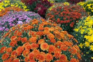 Many Mums Image used under license from IstockPhoto