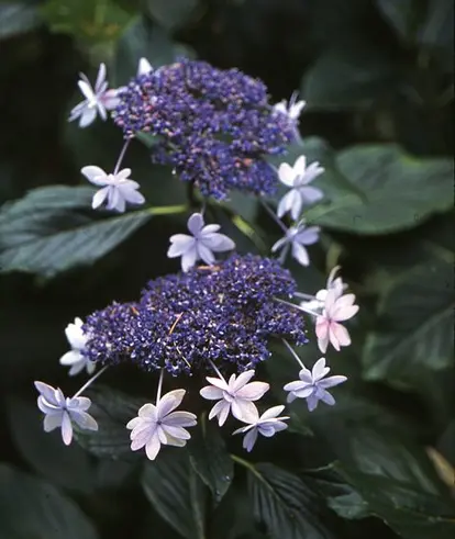 Permission from W. Atlee Burpee & Co./Heronswood Nursery