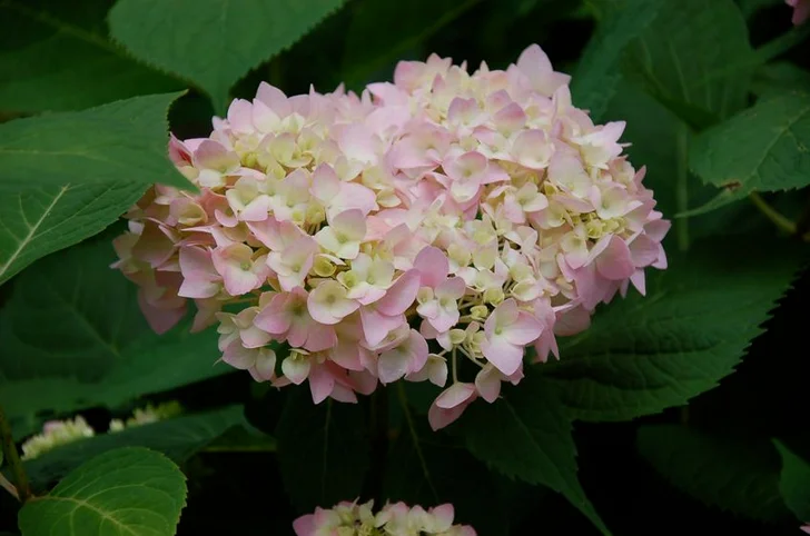 Permission from W. Atlee Burpee & Co./Heronswood Nursery