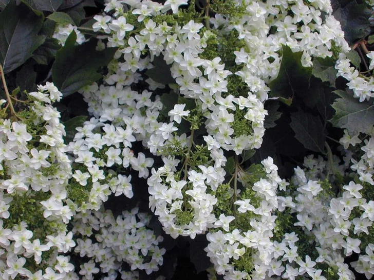 Permission from W. Atlee Burpee & Co./Heronswood Nursery