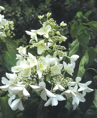 Permission from W. Atlee Burpee & Co./Heronswood Nursery