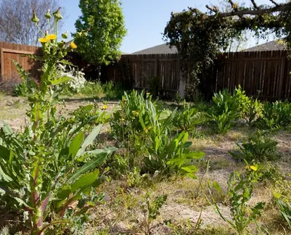 Overgrown lawn; used under license from Istockphoto.