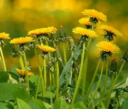 Dandelions; used under license from Istockphoto.