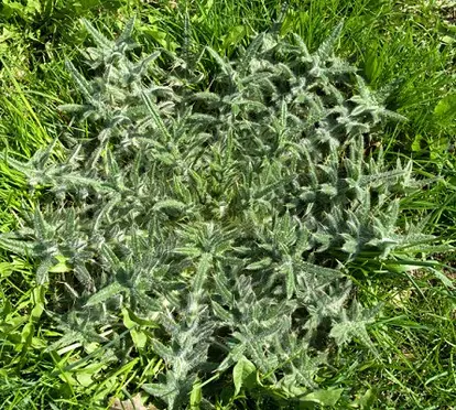 Canadian thistle; used under license from Istockphoto.