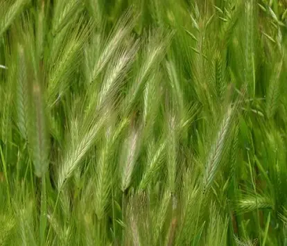 Foxtails; used under license from Istockphoto.