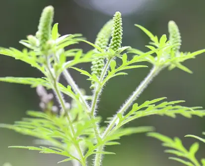 Ragweed; used under license from Istockphoto.
