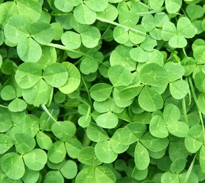 Clover; used under license from Istockphoto.