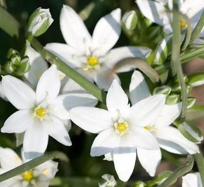 Star of Bethlehem; used under license from Istockphoto.