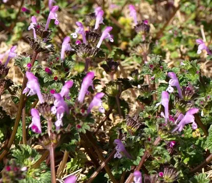 Henbit; used under license from Istockphoto.