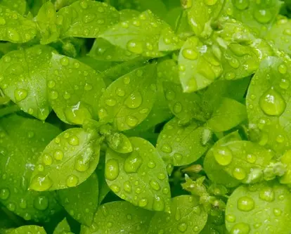 Chickweed; used under license from Istockphoto.