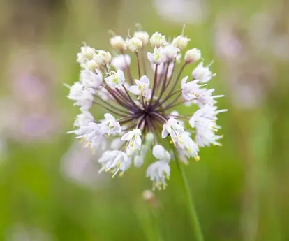 Wild onion flower; used under license from Istockphoto.