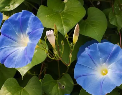 Morning glory; used under license from Istockphoto.